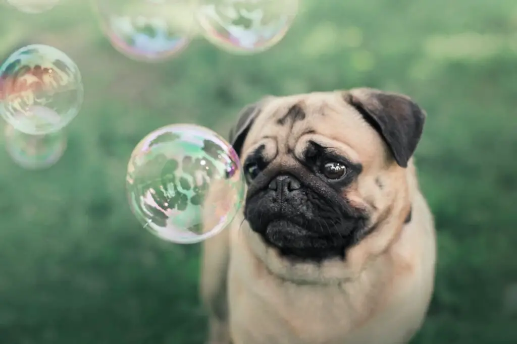 A pug looking at bubbles.