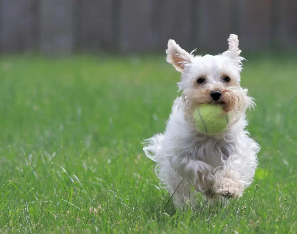A small breed dog running with a ball in its mouth.