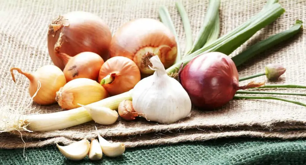 Onions, leeks, chives, shallots, scallions, and garlic are members of the allium family and not safe for dogs.
