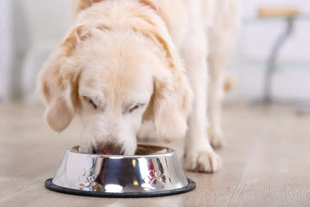 A dog eating food from a bowl.