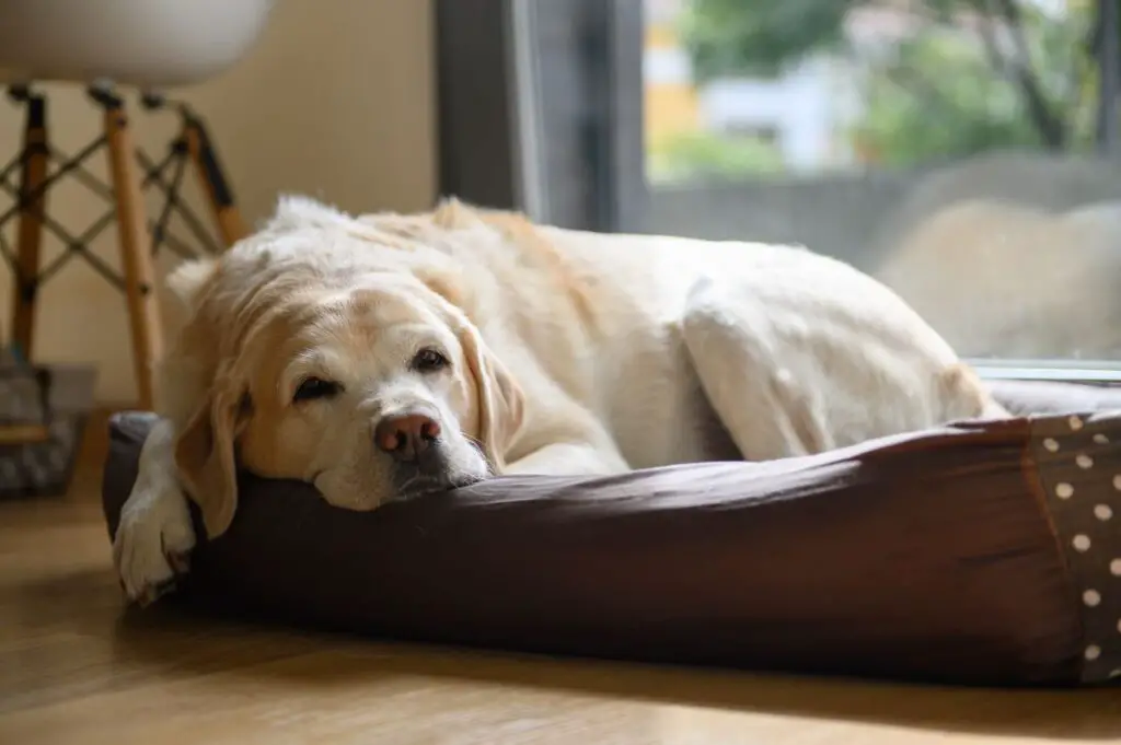 Old Dog in a Bolstered Bed