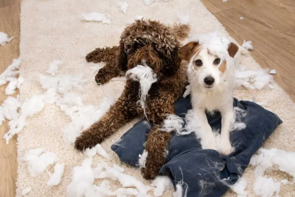 Dogs Chewing Pillow