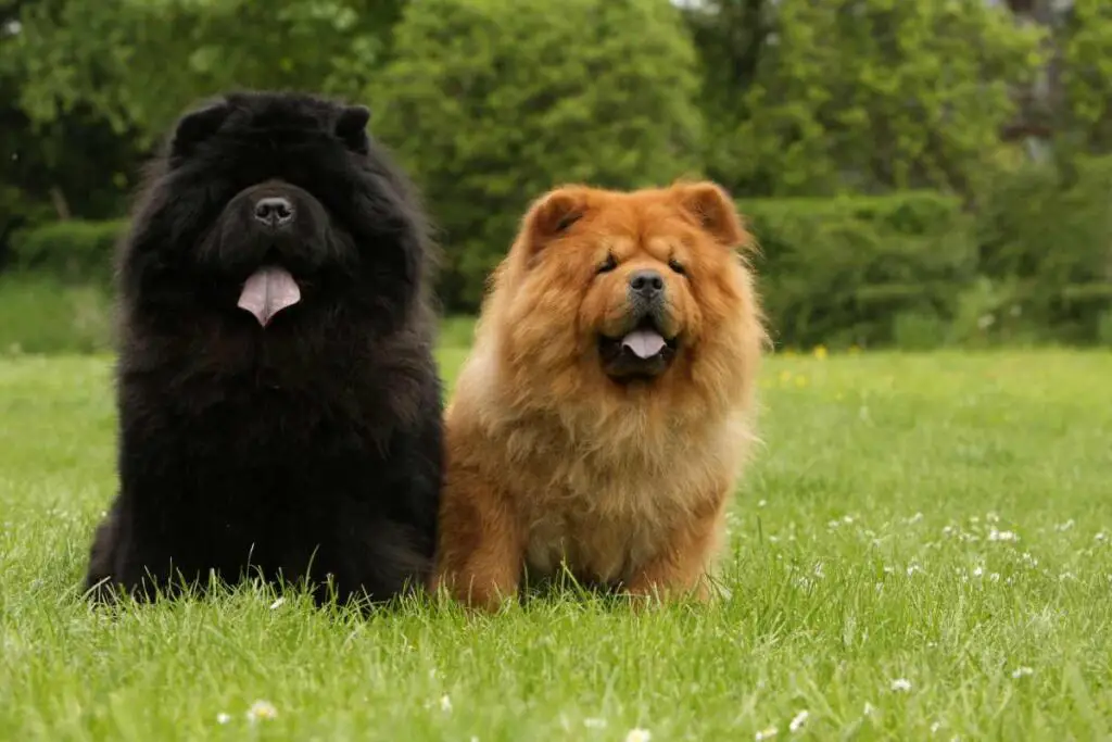 Chow Chows