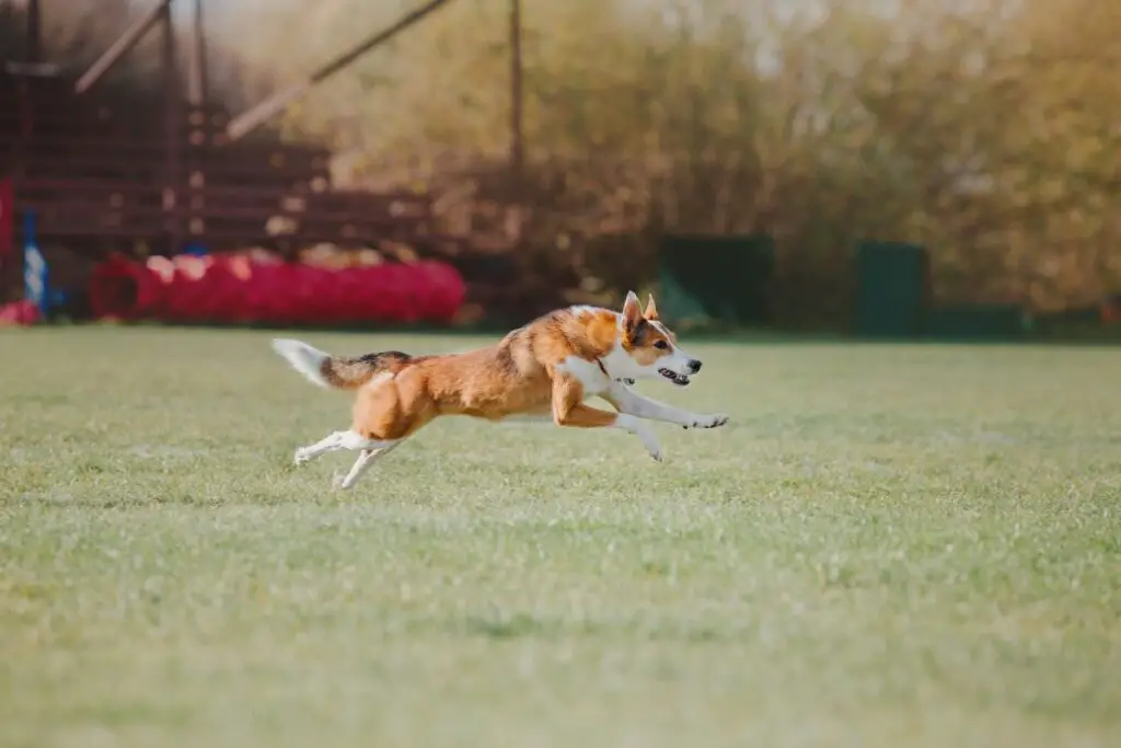 Collie Mix Agility