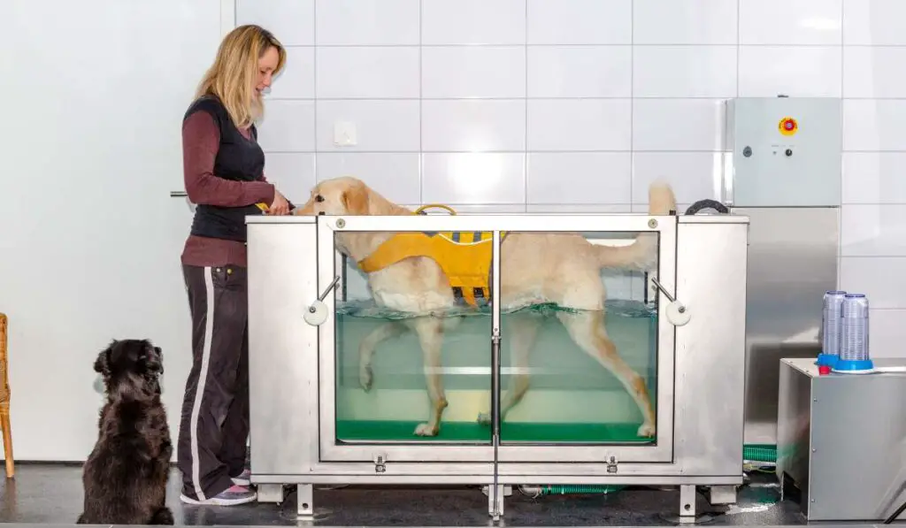 Dog Hydrotherapy