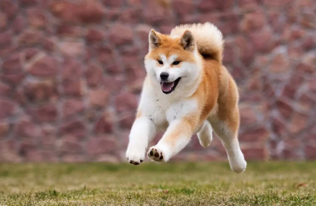 All About the Akita Chow allpaws