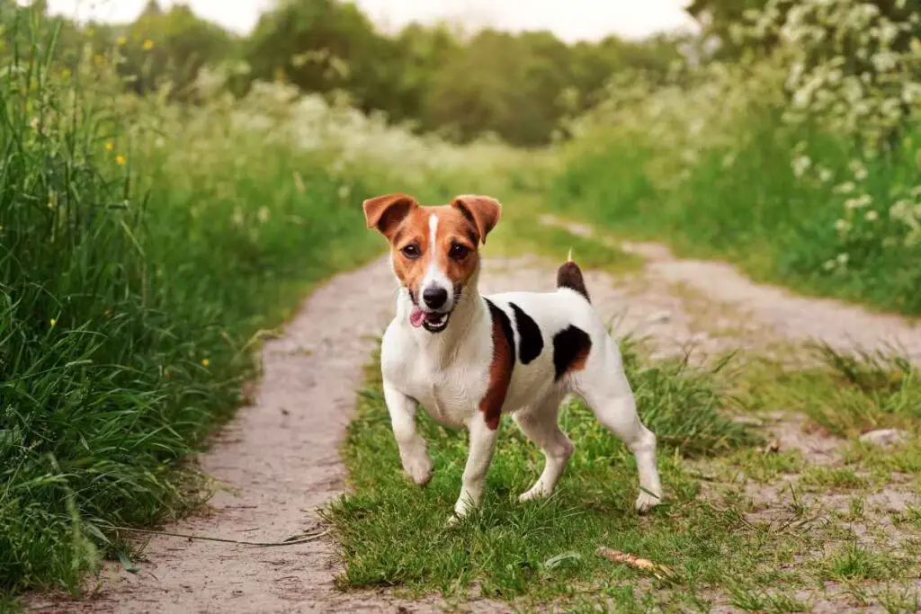 Jack Russel Terrier