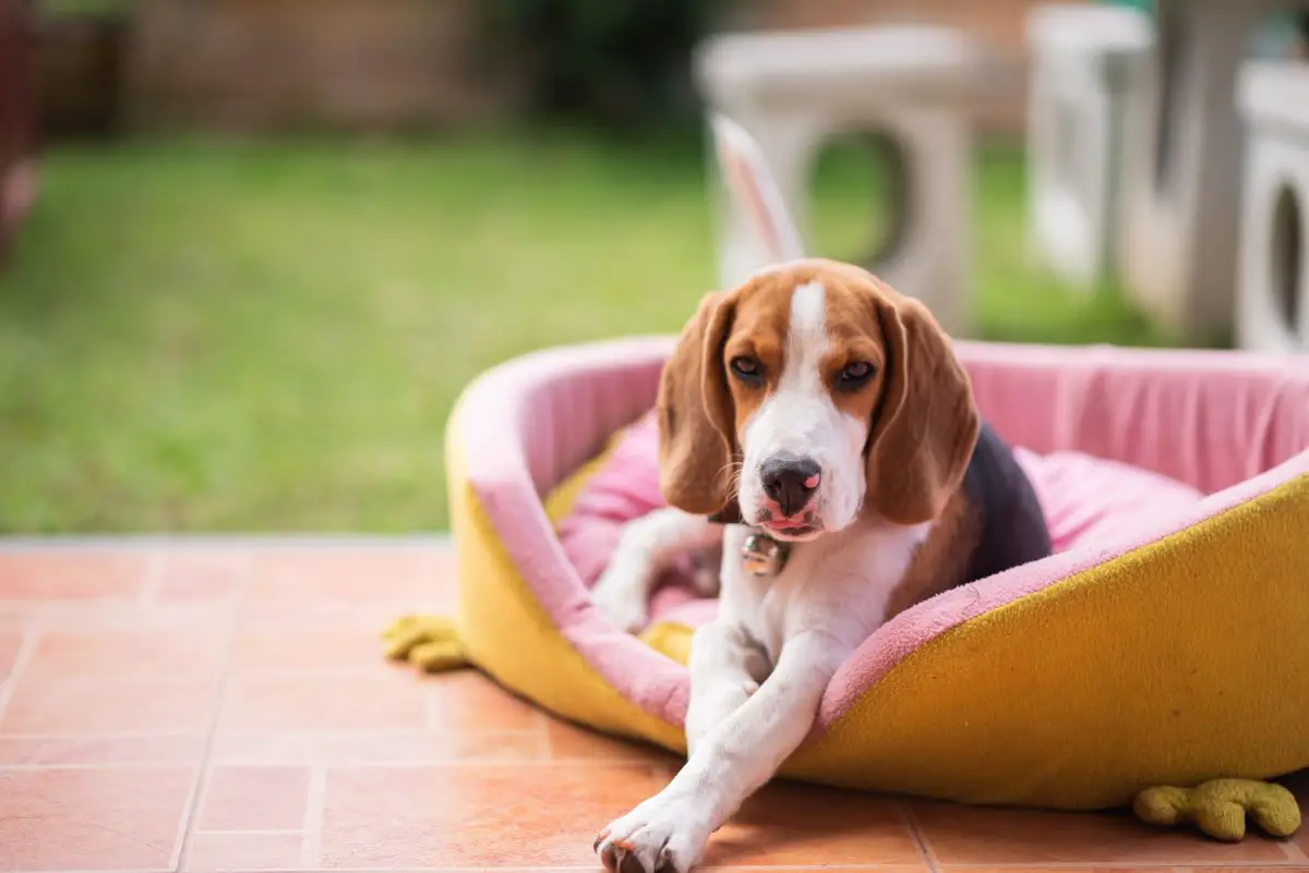 The Best Outdoor Dog Bed