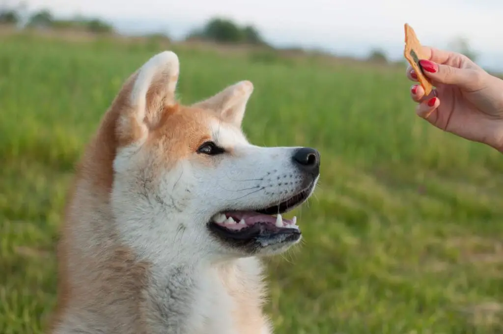 Training an Akita