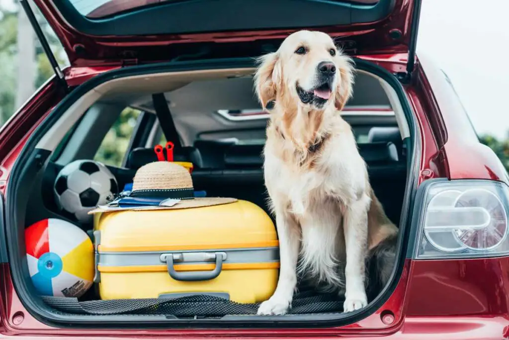 Dog Traveling