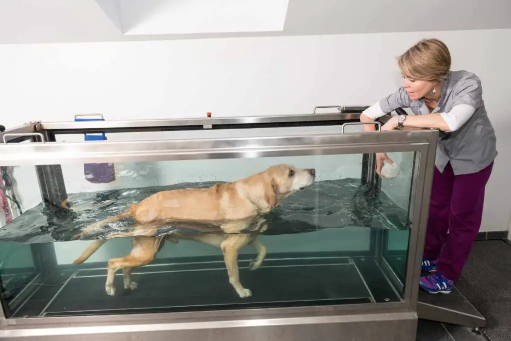 Underwater Treadmill Hydrotherapy for Dogs