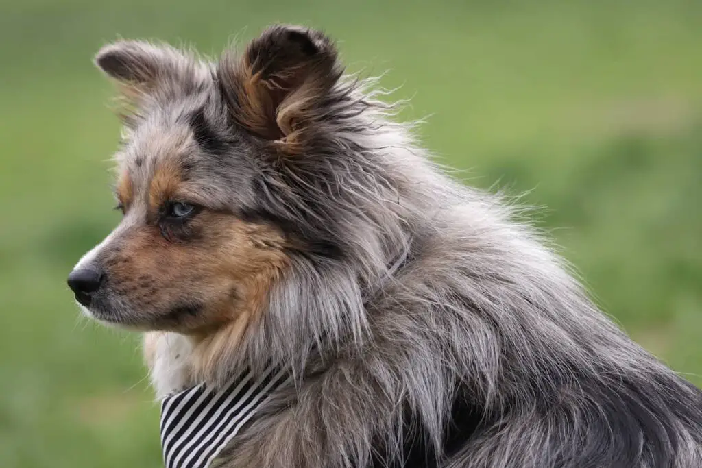 Toy aussie pom clearance mix