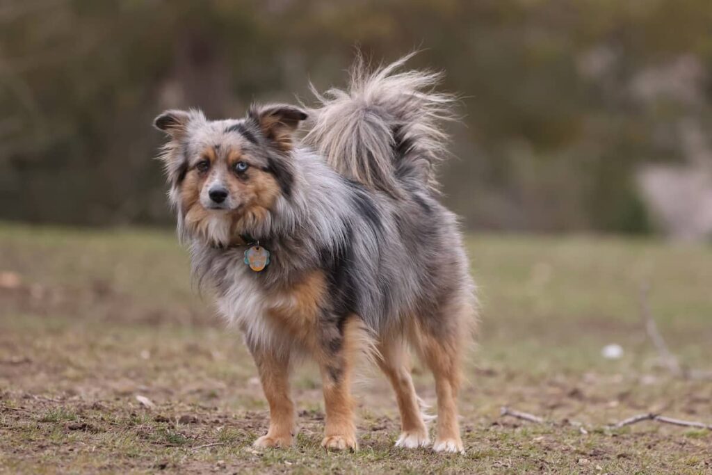 Aussie pom breeders near hot sale me