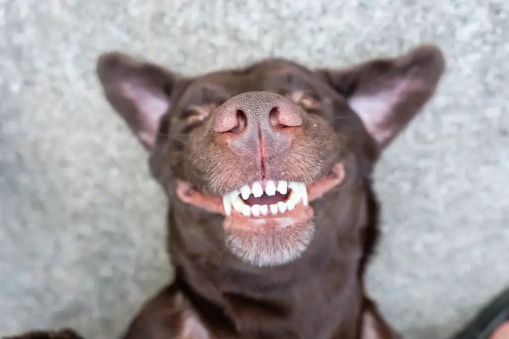 Upside down closeup view of a dog's teeth.