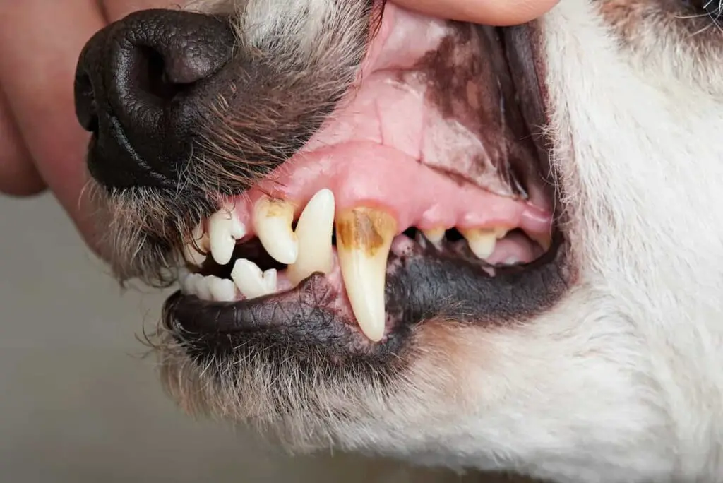 Closeup view of a dog showing signs of dental disease.