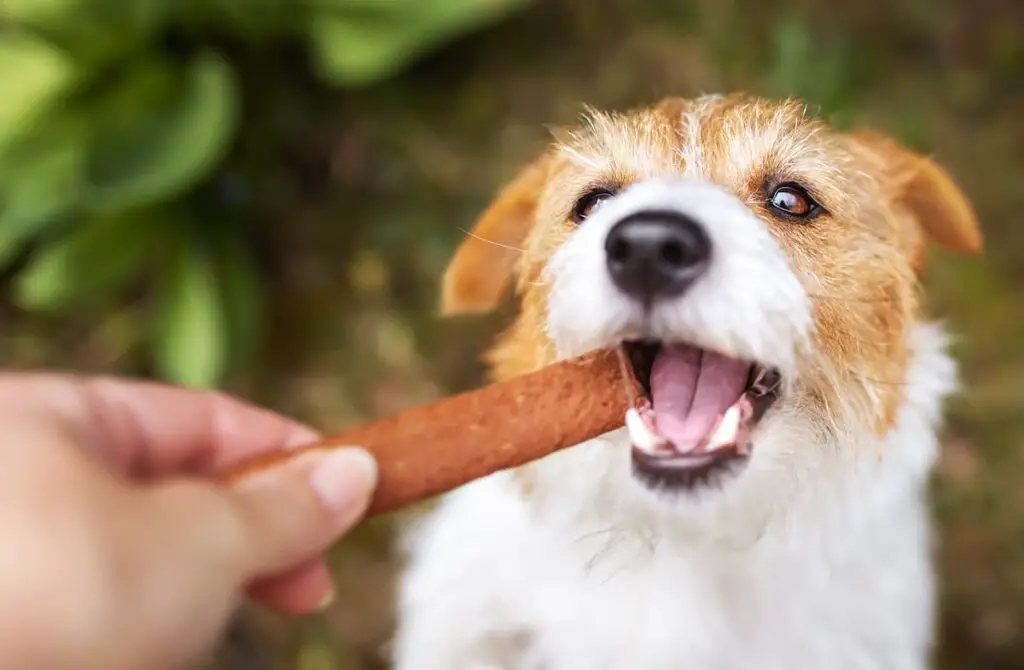 A dog being given a dental treat.