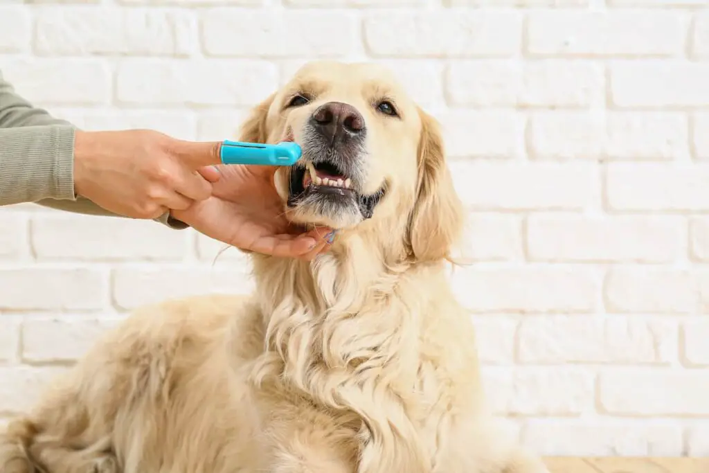 Person using a finger toothbrush on a dog's teeth.