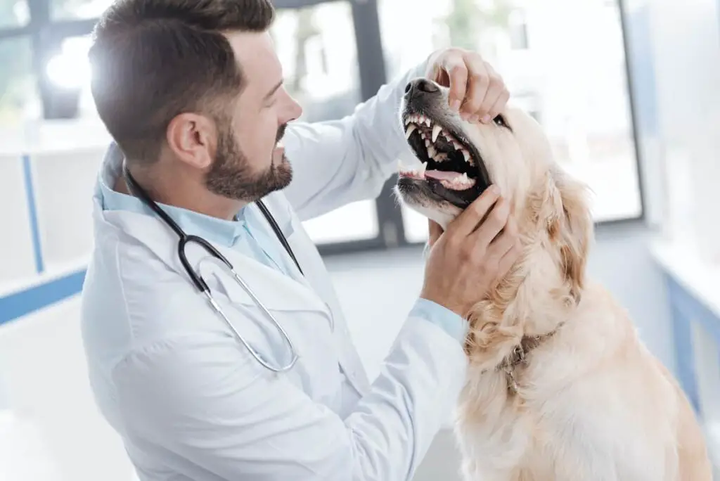 A veterinarian inspecting a dog's teeth.