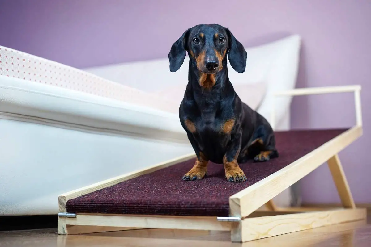 Best Dog Ramps for Beds