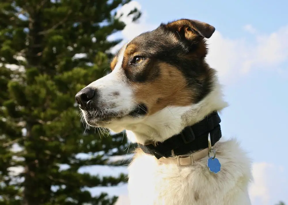 Australian Shepherd Lab Mix