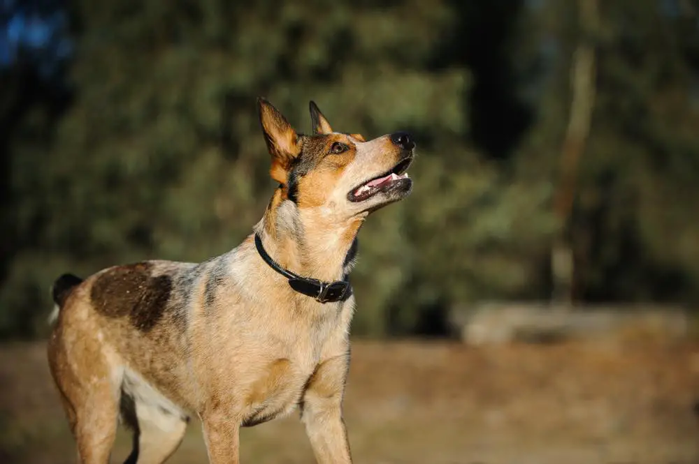 Australian Stumpy Tail Cattle Dog