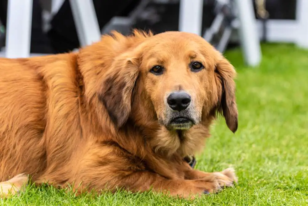 Basset Retriever