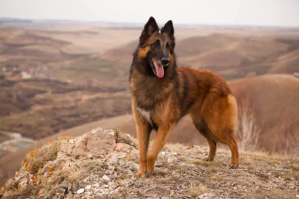 Belgian Tervuren