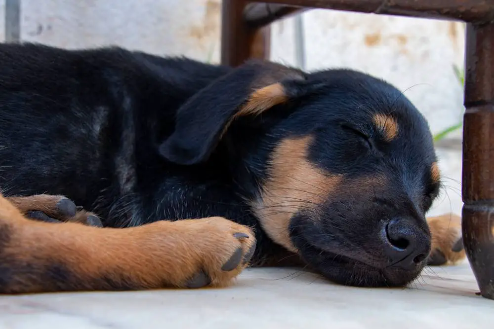 German Sheprador