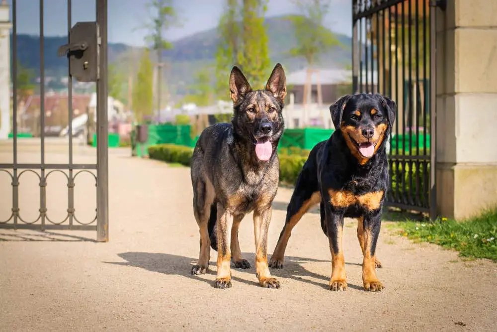 German shepherd and rottwailer dog