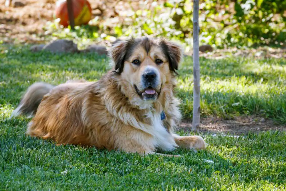 Golden Shepherd