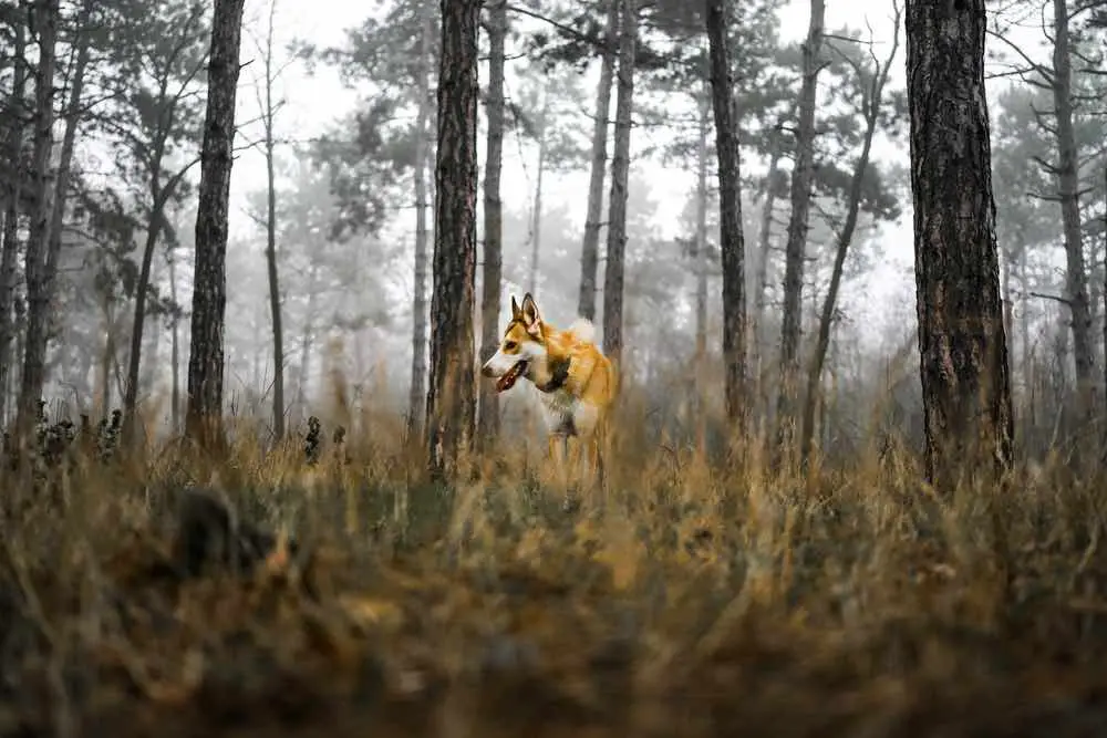 Norwegian Lundehund