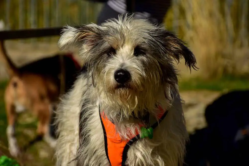 Portuguese Sheepdog